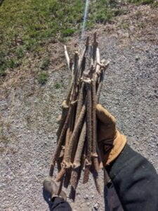 Elderberry Cuttings