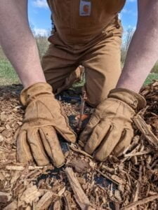 Planting Elderberry