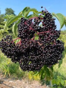 Elderberry Cyme