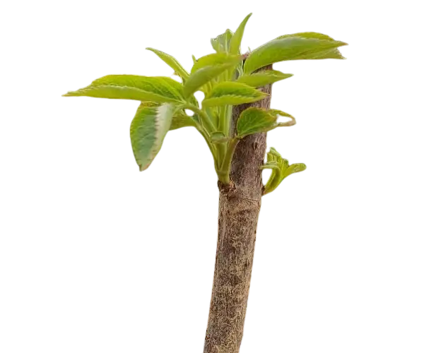 Elderberries and Elderberry Cuttings for sale