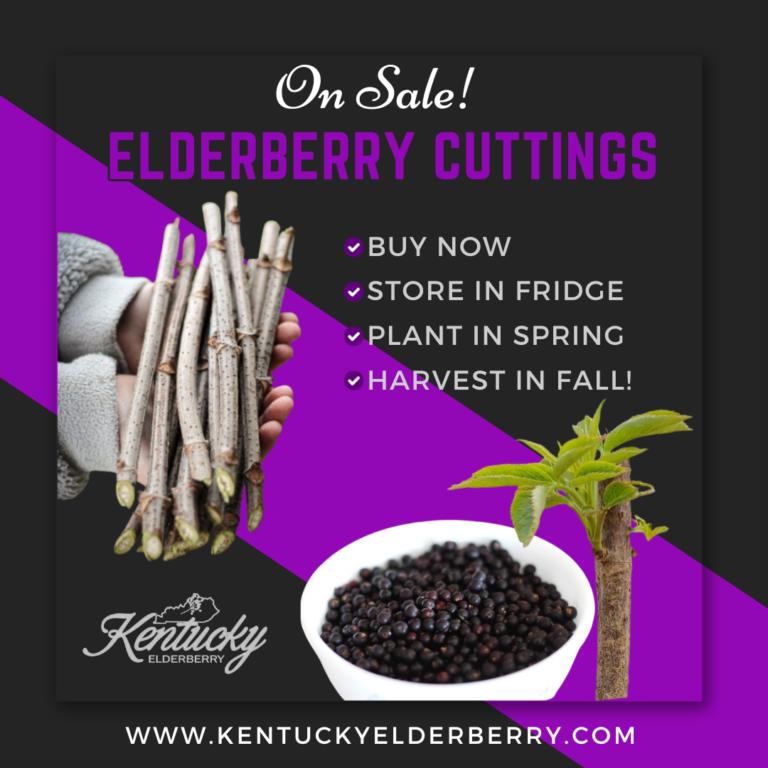 Elderberry Cuttings For Sale