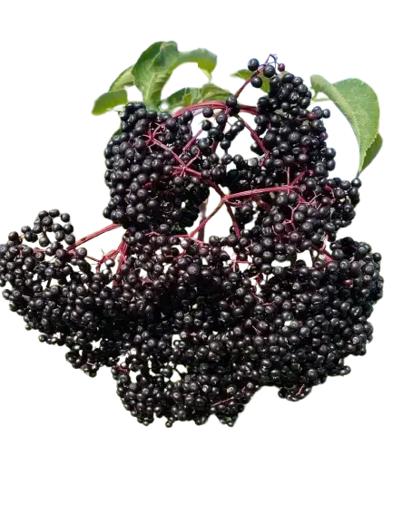 Elderberries