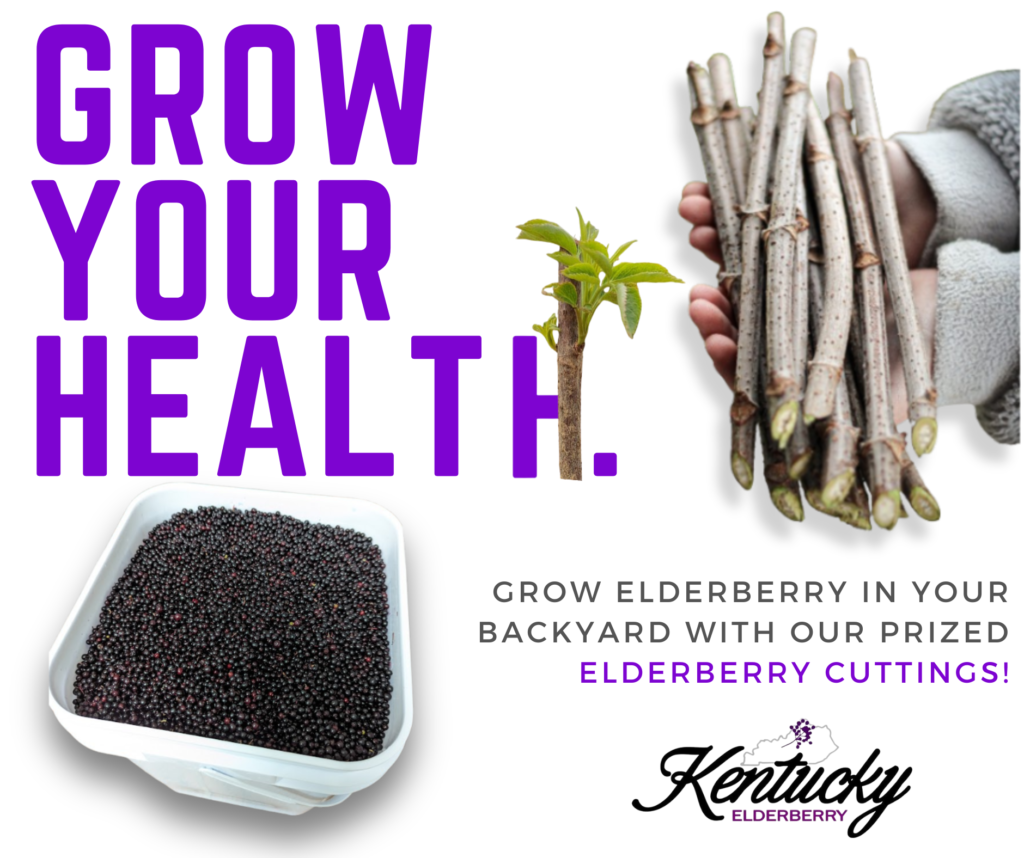 Elderberry Cuttings for Sale