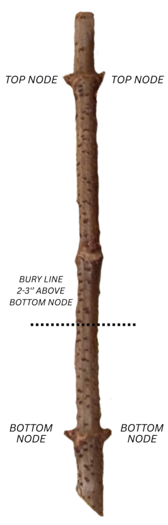 1 Elderberry Cutting